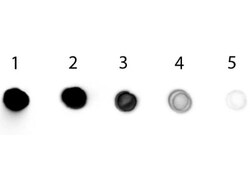 Rabbit anti-Chicken IgG F(ab')2 Secondary Antibody, Alkaline Phosphatase,
